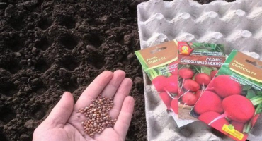 Jak správně zasadit ředkvičku na podzim?